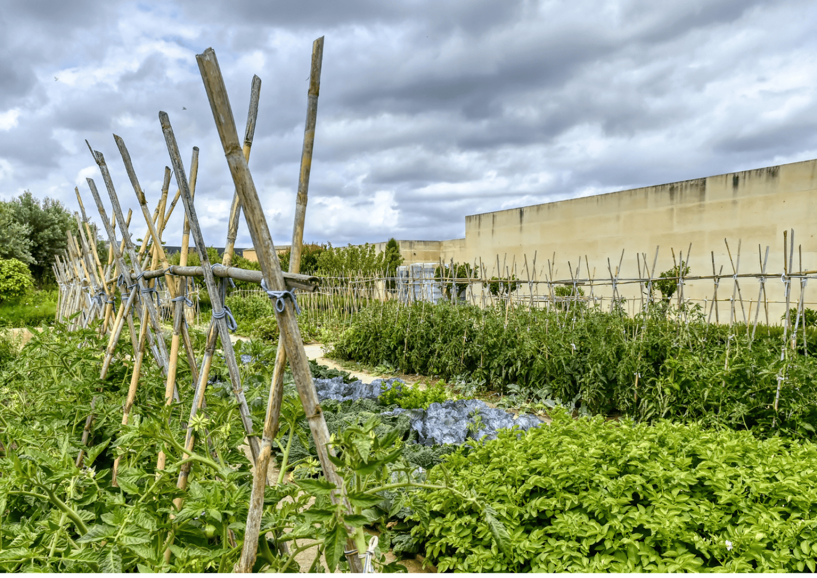 Recherche Maraicher Bio Intensif Méthode Jean Martin Fortier à Lansargues dans l Herault
