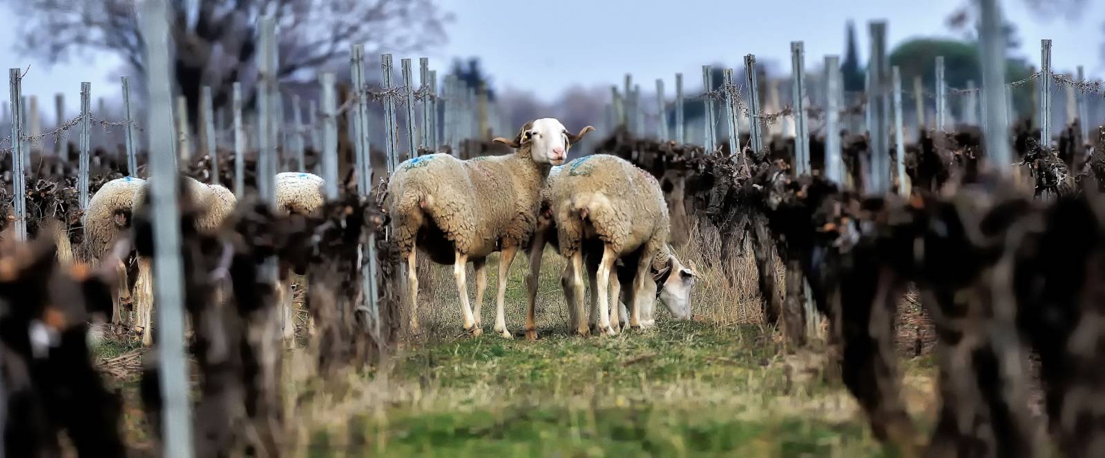 Oenotourisme Domaine Enclos de La Croix à Nîmes proche de Montpellier