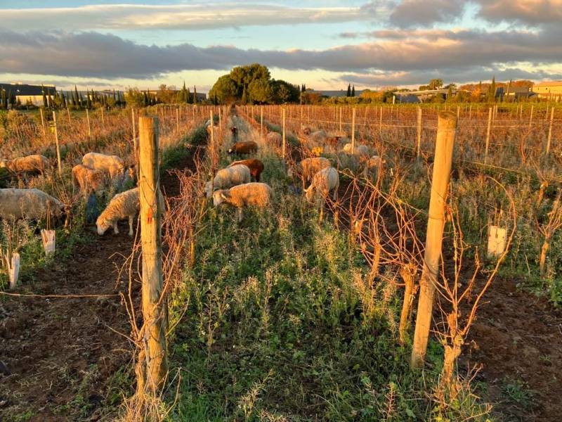 Oenotourisme au domaine viticole de l'Enclos de la Croix, près de Montpellier