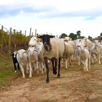 Oenotourisme au domaine de l'enclos de la Croix près de Montpellier