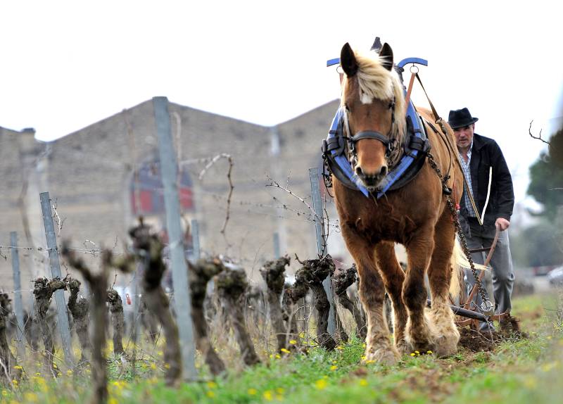 Visitez un domaine viticole bio à coté de Montpellier en Occitanie Département 34 