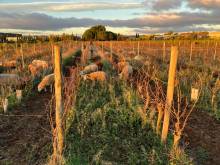 Oenotourisme au domaine viticole de l'Enclos de la Croix, près de Montpellier