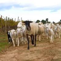 Oenotourisme au domaine de l'enclos de la Croix près de Montpellier
