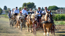 promenade en calèche à Lansargues, proche de Montpellier dans l'Hérault
